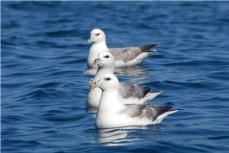 Fulmar © Nicola Saunders